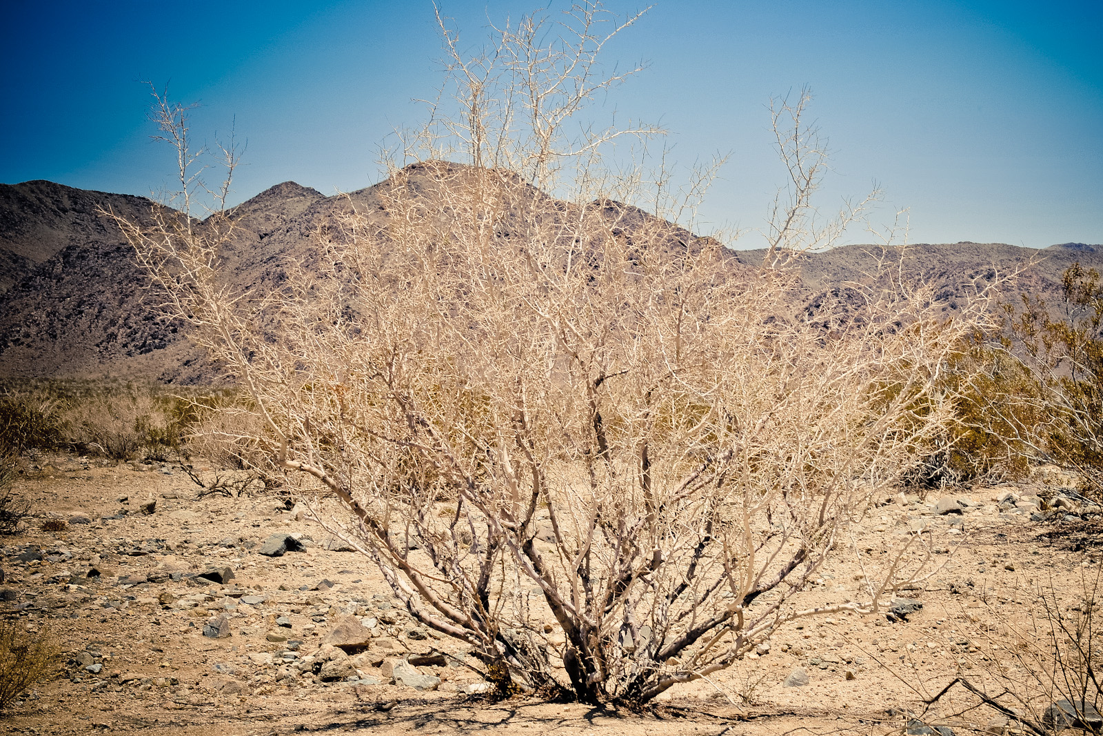 Joshua Tree National Park