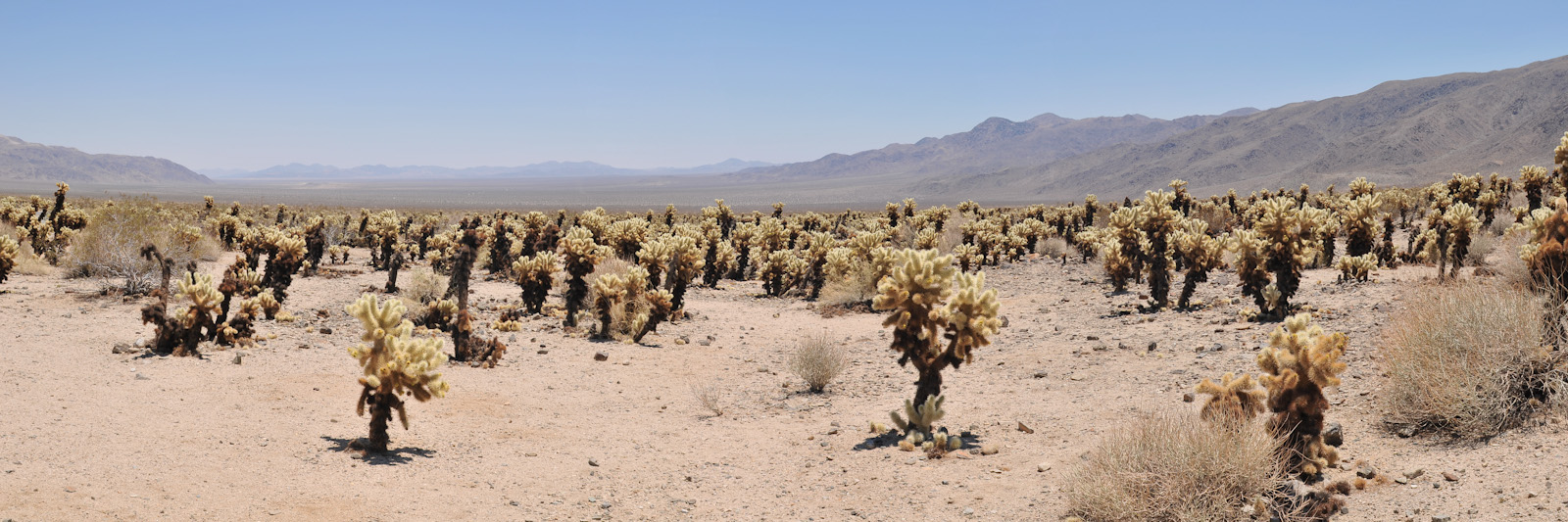 Cholla Gardens @ Joshua Tree National Park