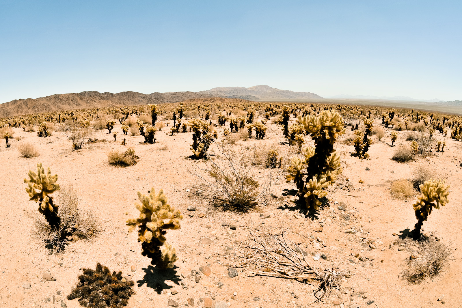 Cholla Gardens @ Joshua Tree National Park